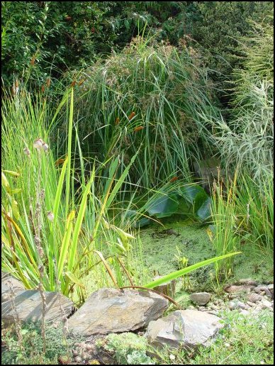 Pond in September 2003