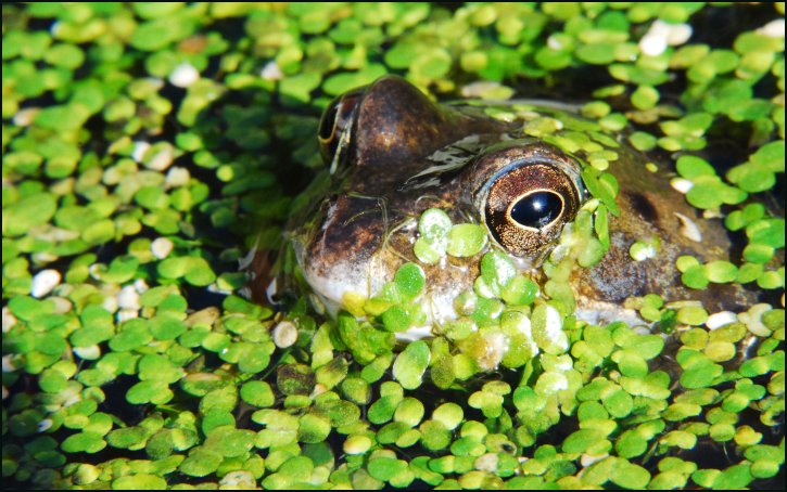 Frog/Tadpole