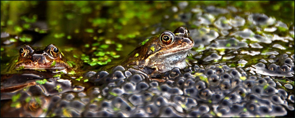 Frog/Tadpole